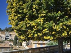 183 D23 BORMES LES MIMOSAS 1_000008